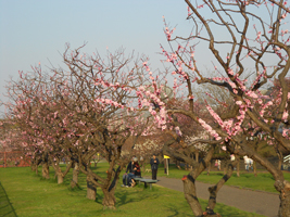 発寒河畔公園の桜と梅02
