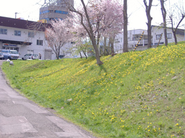 発寒川沿いのたんぽぽ01