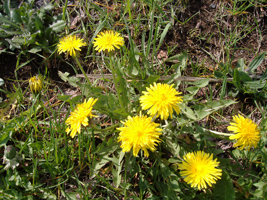 発寒川沿いのたんぽぽ02