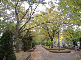 大空公園の街路樹04