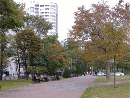 大空公園の街路樹01
