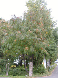 大空公園の街路樹03