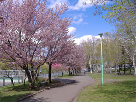 発寒河畔公園の桜01