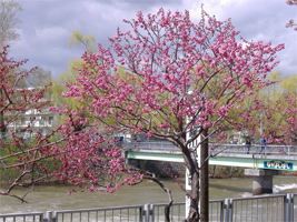発寒河畔公園の桜04