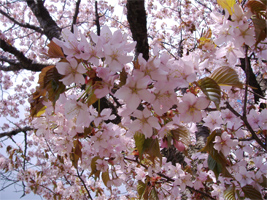 発寒河畔公園の桜02
