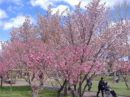 発寒河畔公園の桜03