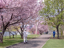 発寒河畔公園の桜05