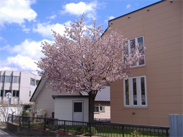 発寒河畔公園の桜07