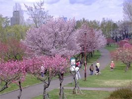 発寒河畔公園の桜06