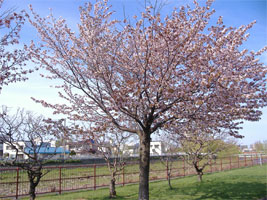 さっぽろの桜01
