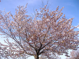 さっぽろの桜02