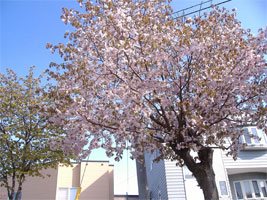 さっぽろの桜03