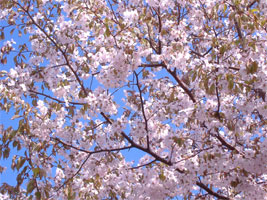 さっぽろの桜04