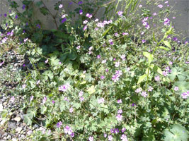 玄関前の野の花01