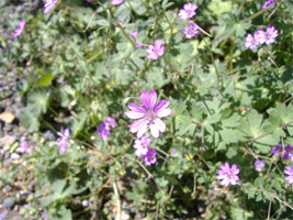 玄関前の野の花02