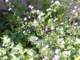 玄関前の野の花03