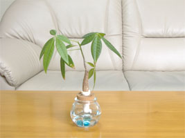 太玄堂鍼灸院内の緑