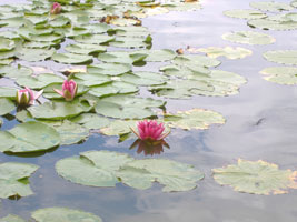 北海道子供の国観賞池の蓮01
