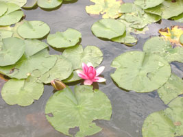 北海道子供の国観賞池の蓮02