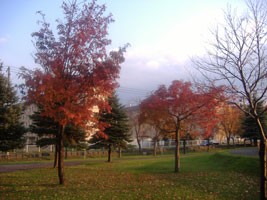 札幌の紅葉02