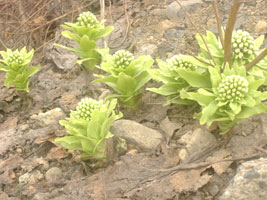 近所のふきのとう02