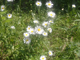 みちばたマーガレット01