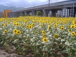 近所の向日葵（ひまわり）01