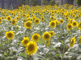 近所の向日葵（ひまわり）02