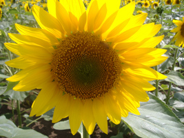 近所の向日葵（ひまわり）03