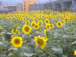 近所の向日葵（ひまわり）05