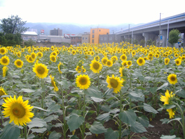 近所の向日葵（ひまわり）06