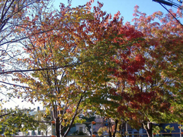 近所の紅葉01