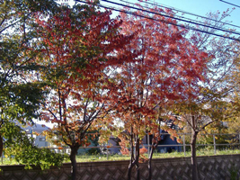 近所の紅葉02