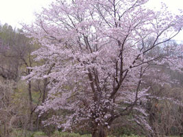 旭山記念公園の桜
02