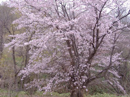 旭山記念公園の桜
04