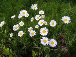 マーガレット01