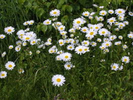 マーガレット02