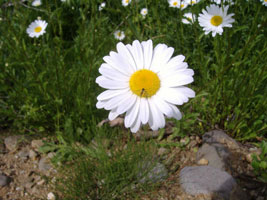 マーガレット04