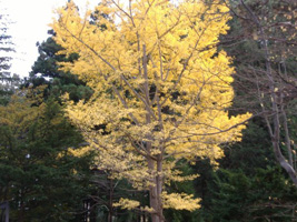 北海道神宮の紅葉01