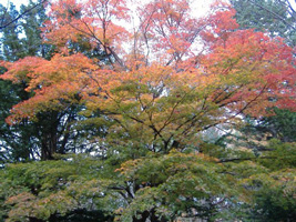 北海道神宮の紅葉06