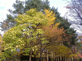 北海道神宮の紅葉07