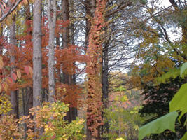 北海道神宮の紅葉08