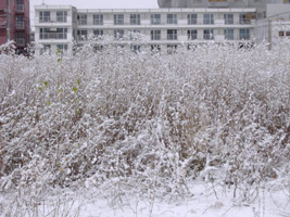 近所の雪景色01