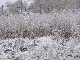 近所の雪景色02