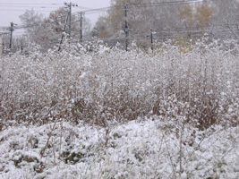 近所の雪景色03