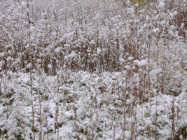 近所の雪景色04