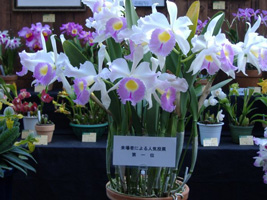春の洋ラン展02