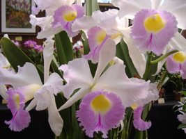 春の洋ラン展03