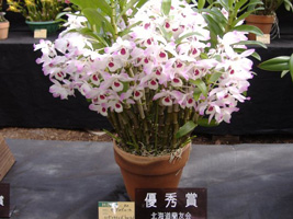 春の洋ラン展04