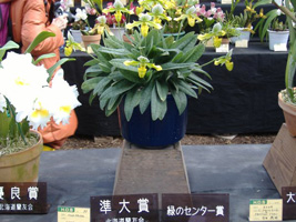 春の洋ラン展05